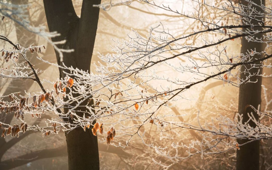 Seasons – Winter sleep